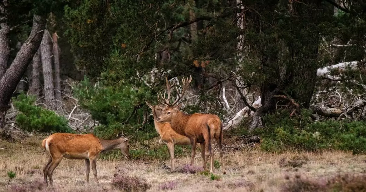 Edelherten op de heide aan de bosrand