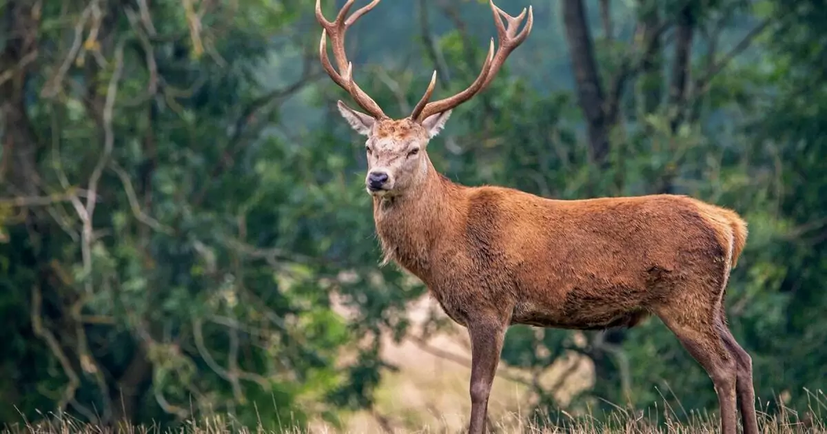 Edelhert met een groot gewei in het bos