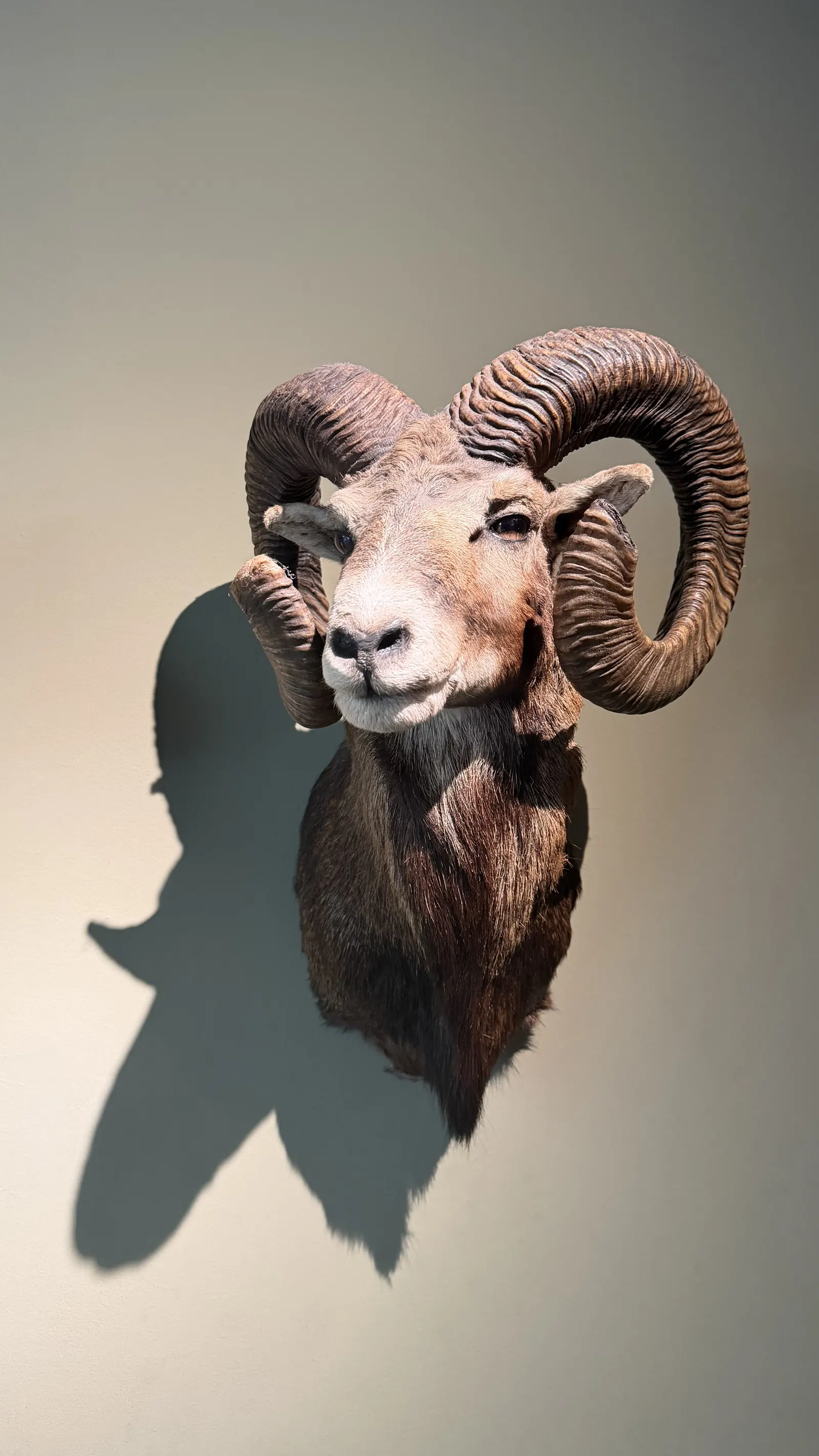 Opgezette kop van een moeflonram met gekrulde hoorns in het Museonder op De Hoge Veluwe