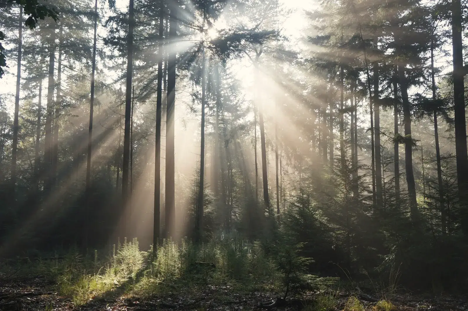 Ochtendzon valt door hoge dennenbomen op de Veluwe