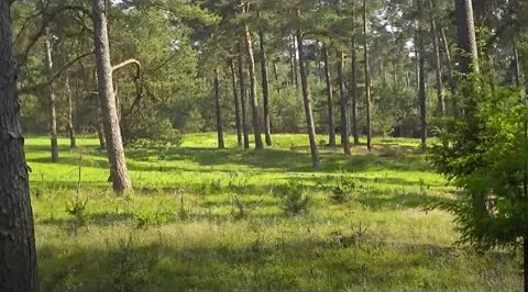 Stilstaand beeld van de wildcam: bos en gras in De Hoge Veluwe