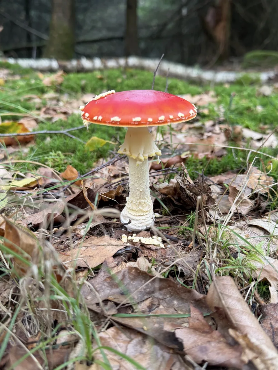Rode vliegenzwam met witte stippen tussen mos en afgevallen bladeren in het bos