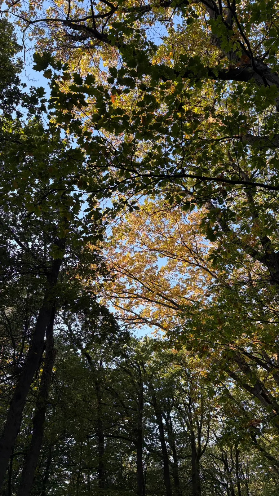 Herfstkleuren in het bladerdak van een bos op de Veluwe, gezien vanaf de grond omhoog
