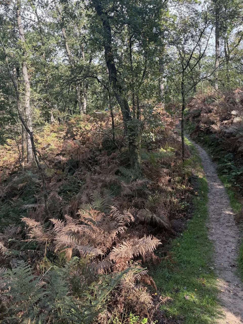Smal zandpad langs een helling met bruine varens in een herfstbos