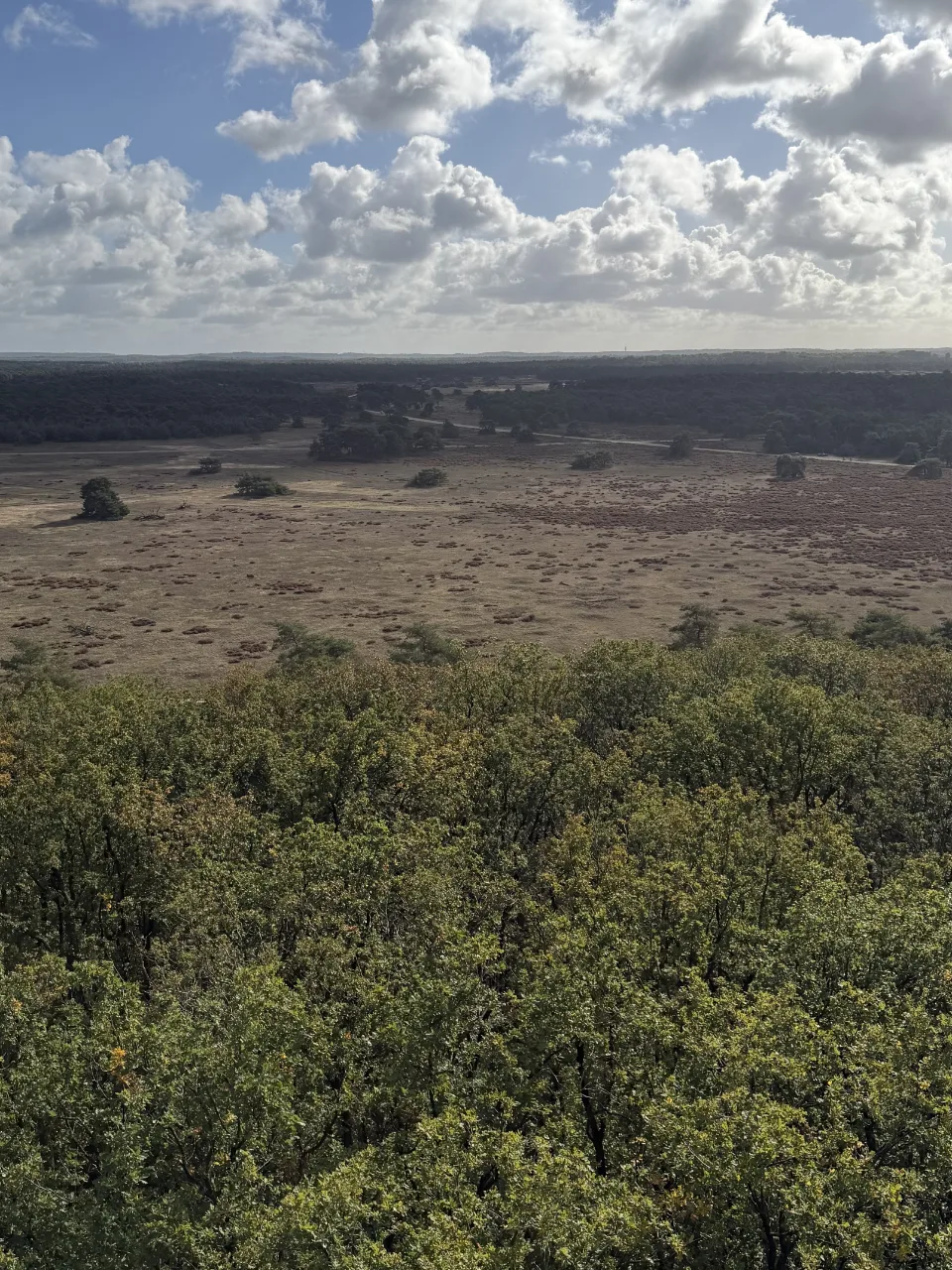 Uitzicht over een open heidevlakte met verspreide bomen en een donker bos aan de horizon, onder een wolkenlucht