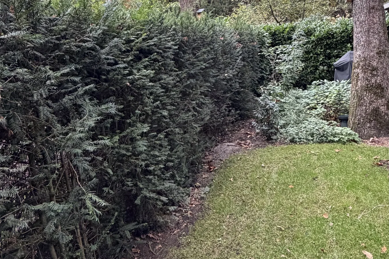 Hoge, dichte haag langs de rand van het gazon, met bomen erachter