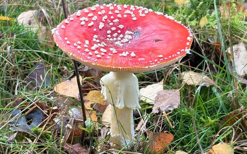 Vliegenzwam tussen gras en herfstbladeren in het bos