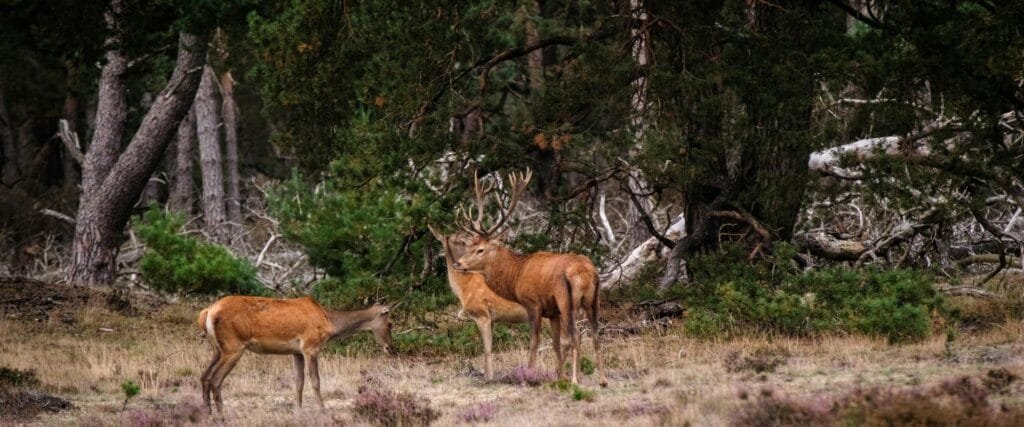 Edelherten op de Veluwe, wild spotten rond Hoenderloo