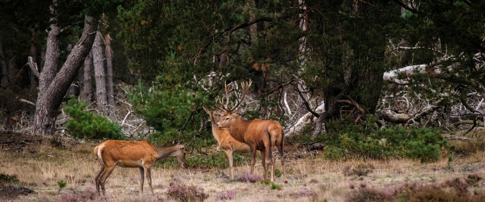 Edelherten in het bos op de Veluwe, vlakbij Hoenderloo