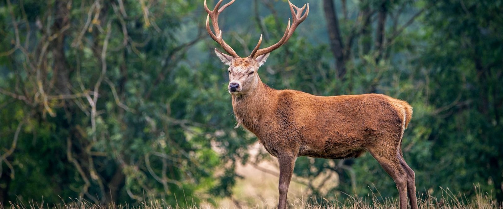 Ree op de Veluwe in de ochtendmist