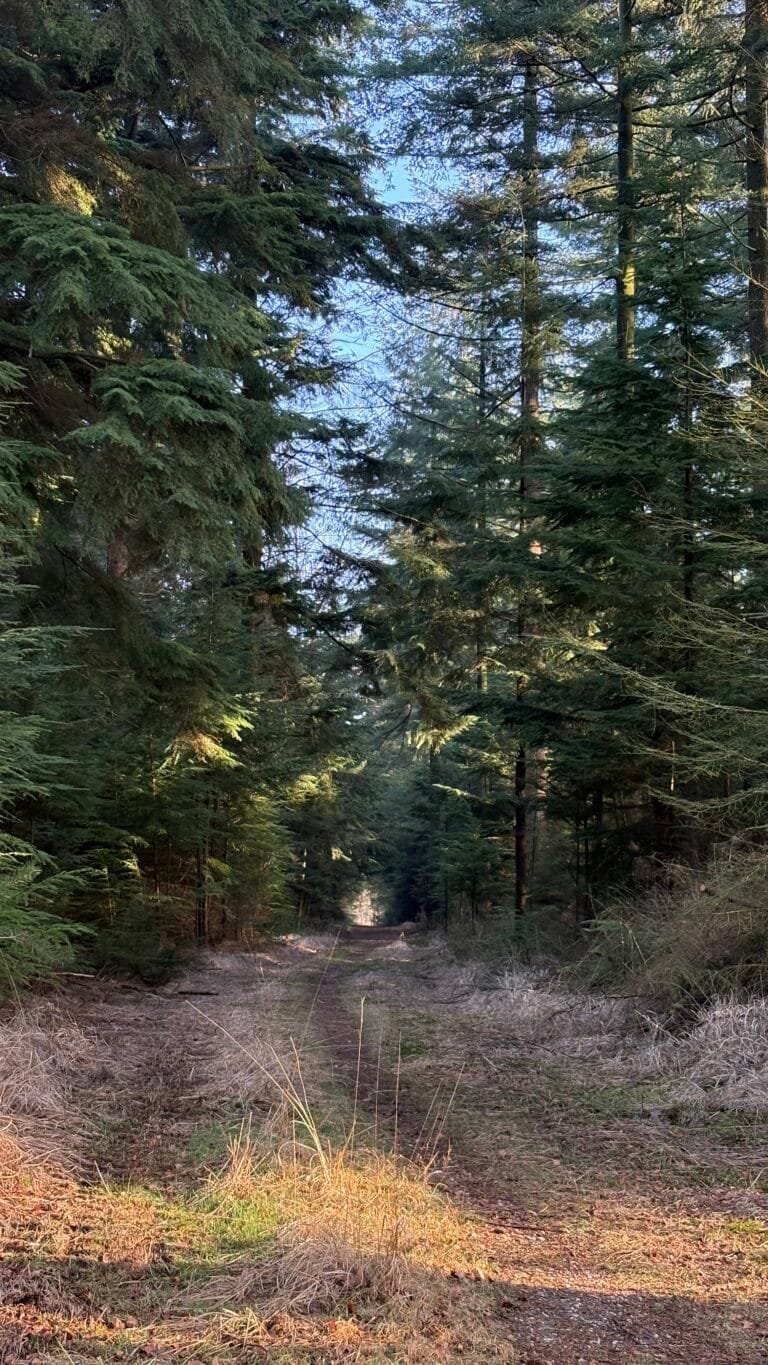 Zonnig bospad op de Veluwe bij Hoenderloo