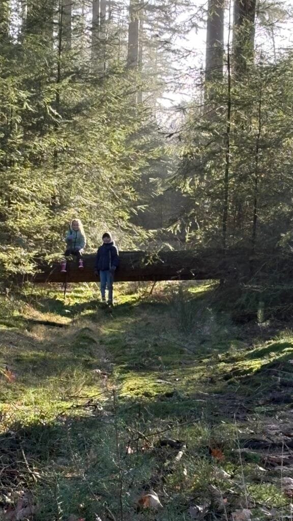 Twee kinderen spelen op een omgevallen boomstam in het bos op de Veluwe