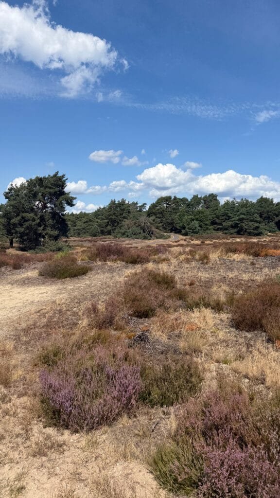 Bloeiende paarse heide op de Veluwe in de nazomer